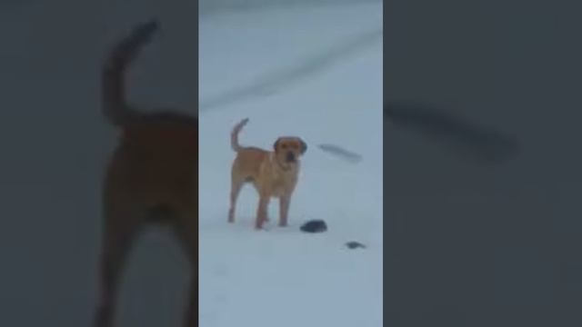 Opossum plays dead and tricks Yellow Lab смотреть онлайн
