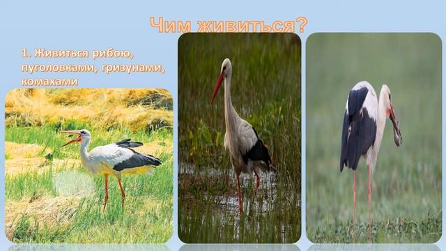 Лелека білий смотреть онлайн