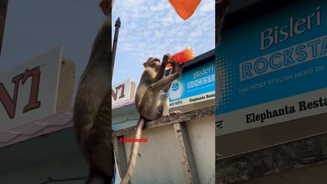 #AnAnimalist #OurEarth #Animals #Monkey смотреть онлайн