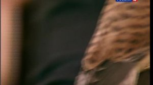 В мире животных с Николаем Дроздовым 2013 г   Выпуск - 18