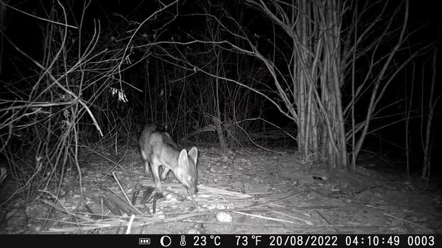 Retornei ao local das raposas/Veja só quem apareceu/câmera mini 301 смотреть онлайн