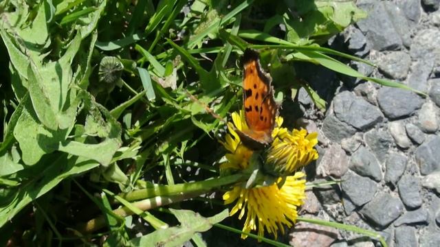 Satyr Comma #Butterfly Dance смотреть онлайн
