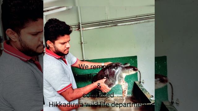 මාලු දැලේ පැටලුනු කැස්බෑවා / Sea turtle rescue at Hikkaduwa смотреть онлайн