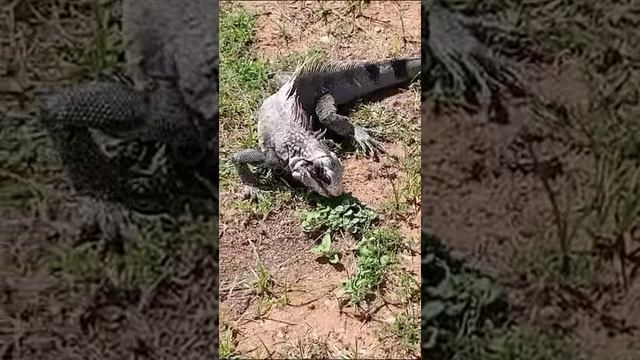 Венесуэла. Venezuela. 委内瑞拉。 смотреть онлайн