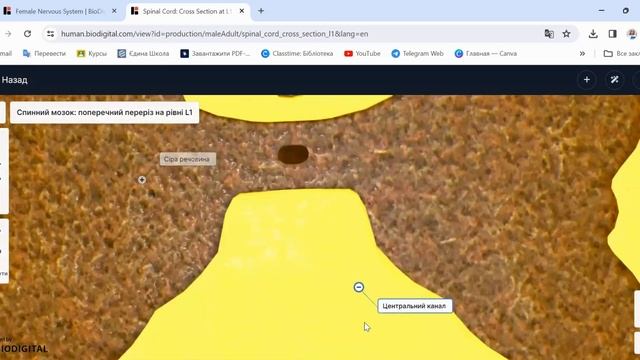 Біологія 8 клас Спинний мозок смотреть онлайн