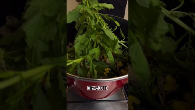 SOPA DE MILPA смотреть онлайн