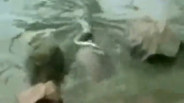 Сувора прісноводна черепаха_Educational movie is used on batrachos.com смотреть онлайн