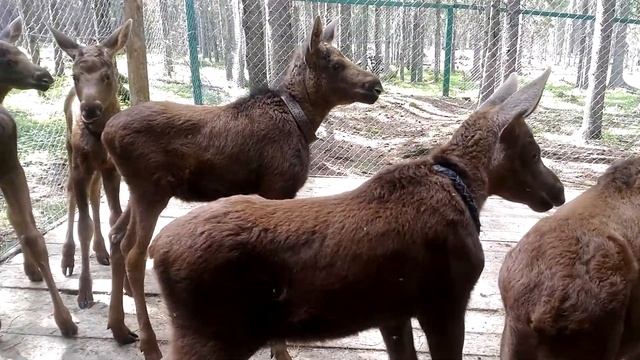 Большой Автостопный Трип 09. Гладим лосят смотреть онлайн