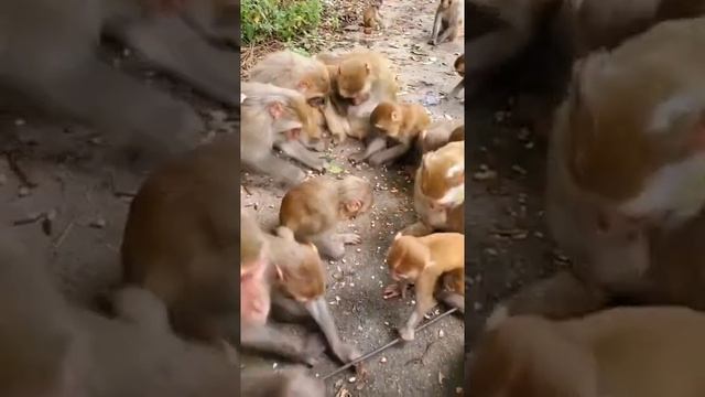 Monkey Animals SOO Cute! AWW Cute baby animals Videos Compilation CUTEST moment of the animals #973 смотреть онлайн
