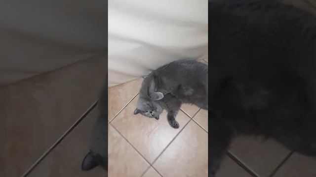 ОДИНОКИЙ КОТИК смотреть онлайн