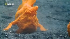 Удивительная природа.Невидимые хищники океана