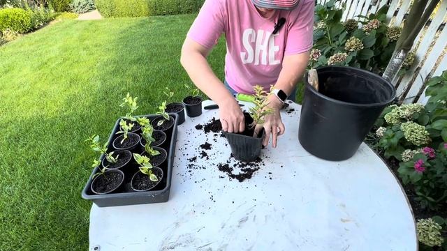 Результати живцювання бірючини. Як краще це зробити. Огляд рослин.