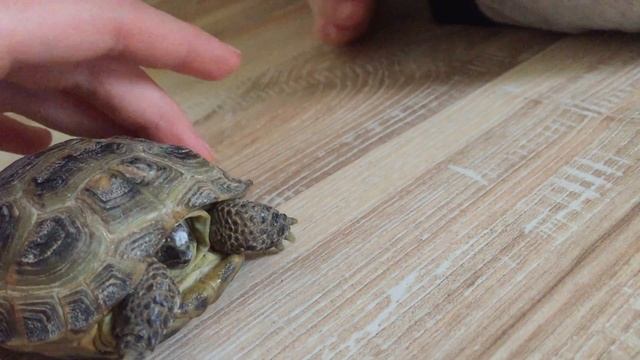 Черепашка Веселего Марка смотреть онлайн