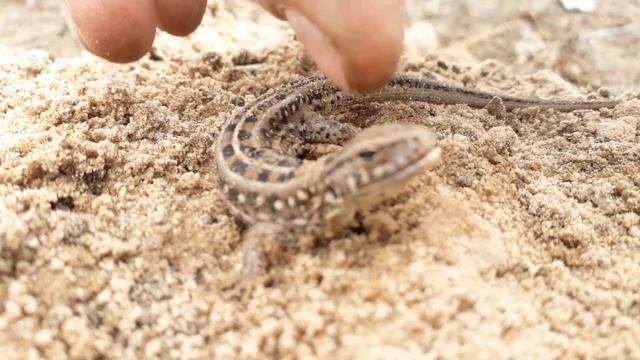 ящерица после зимней спячьки смотреть онлайн