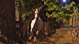 Band ODESSA Три ковбоя