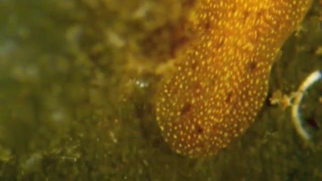Polyclad Flatworms in Bocas смотреть онлайн