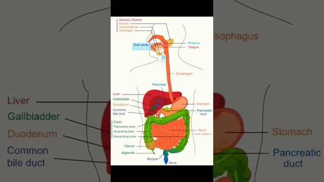 Upper GI tract смотреть онлайн