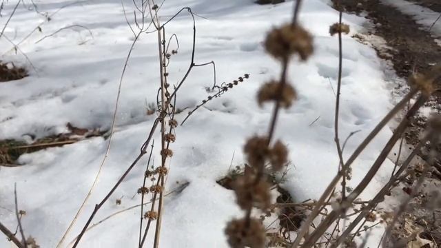 What’s Poppin’ Garden Vloggin’ | February 2020 | EARTHSEED DETROIT смотреть онлайн