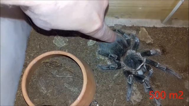 ручной паук ! смотреть онлайн
