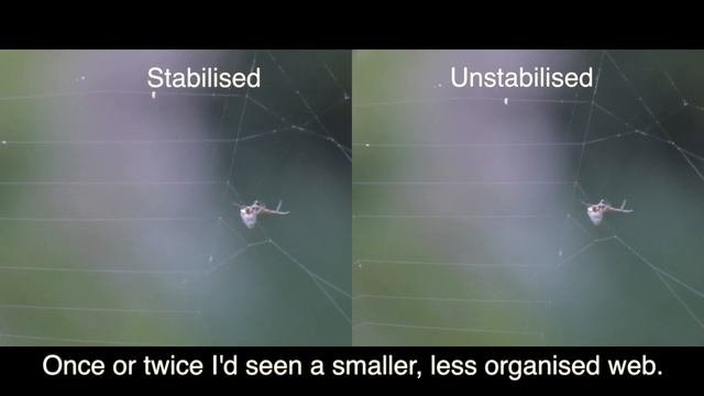 Dewdrop spider on web of Garden Orb-weaver Spidet смотреть онлайн