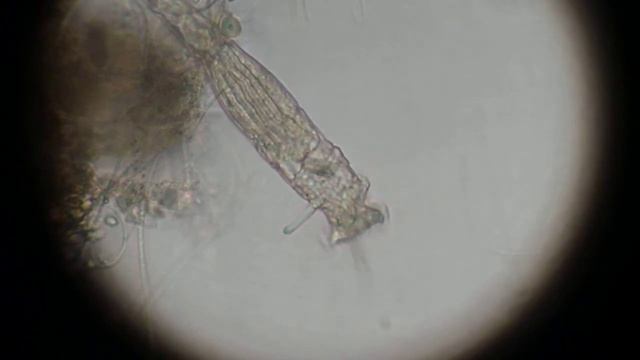Baby Philodina смотреть онлайн