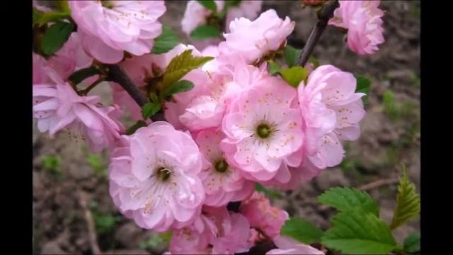 МИНДАЛЬ - исполнение Жанны Вишняковой Арс смотреть онлайн