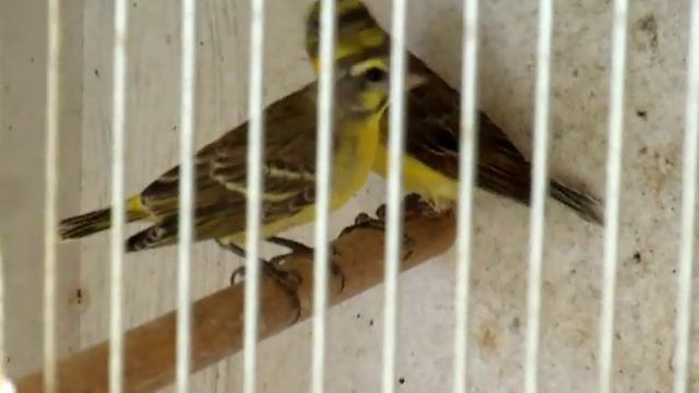 serin смотреть онлайн