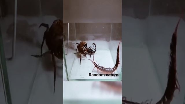 crab vs scorpion vs centipede смотреть онлайн