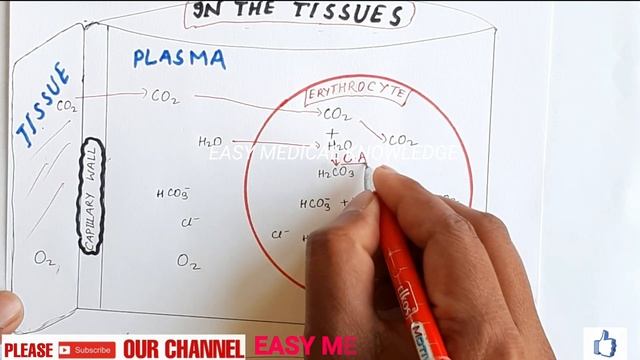 Respiration gas exchange | Hb function | O2 hemoglobin dissociation curve physiology | Hb part 2 | смотреть онлайн