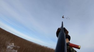 С легавой на фазана. Работа в тандеме.