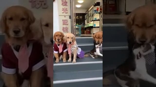 Пес заставил кота сделать хорошее семейное фото