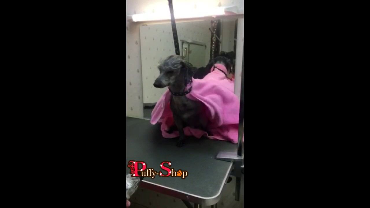 Superdog в Puffy-Shop смотреть онлайн