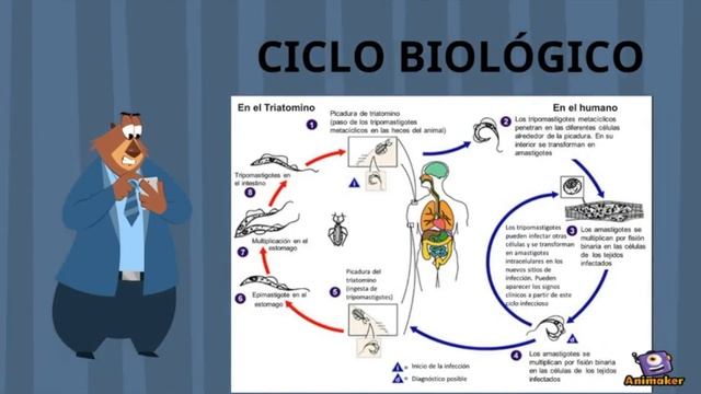 Fase IV: Trypanosoma Cruzi смотреть онлайн