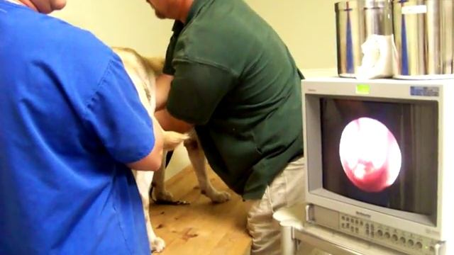 Canine Reproduction Transcervical Insemination