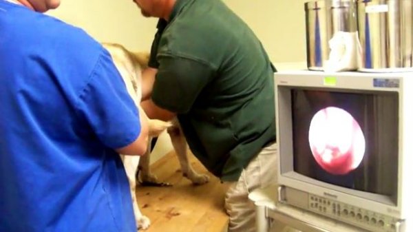 Canine Reproduction Transcervical insemination