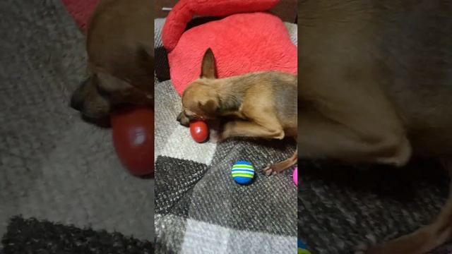 Помидорная фанатка🍅🐕 #моясобака #люблюсвоюсобаку #всемдобра #бытьдобру смотреть онлайн