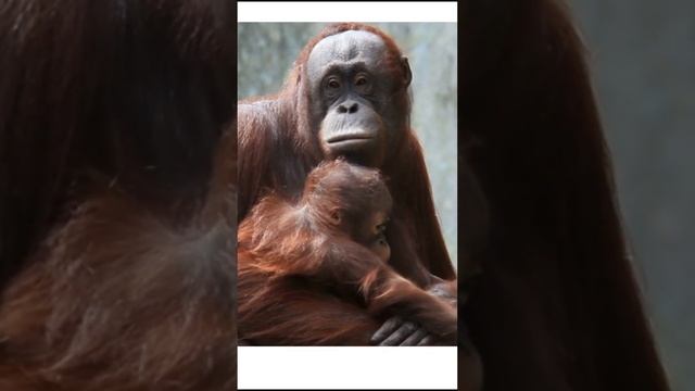 Orangutan Sounds, Animal Sounds, Orangutan Sound Effect How Does An Orangutan Sounds