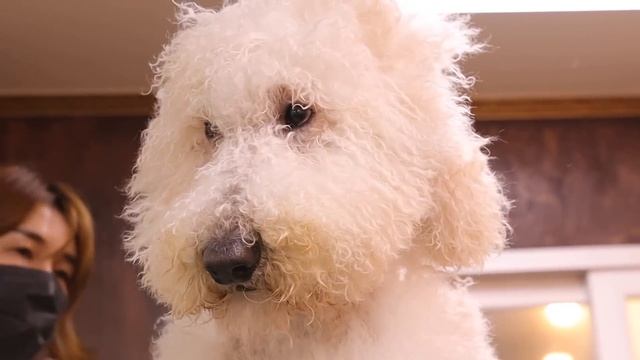 초대형XXXL사이즈 푸들 파리 [파리봉]poodle Grooming Fluffy Poodle  대형견  미용 푸들미용 스탠푸 스탠다드 푸들(eng Sub)