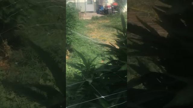 2021 MMJ Garden Empire Breeding Company Outdoor смотреть онлайн