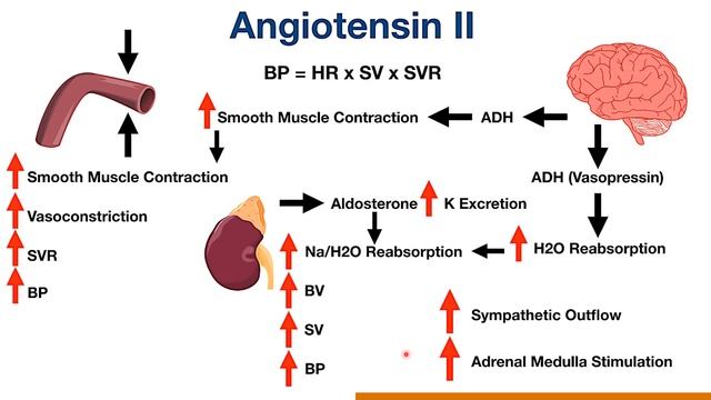 VET PHARMA 2 | Peptide Autacoids: Angiotensin II | Module 3 смотреть онлайн