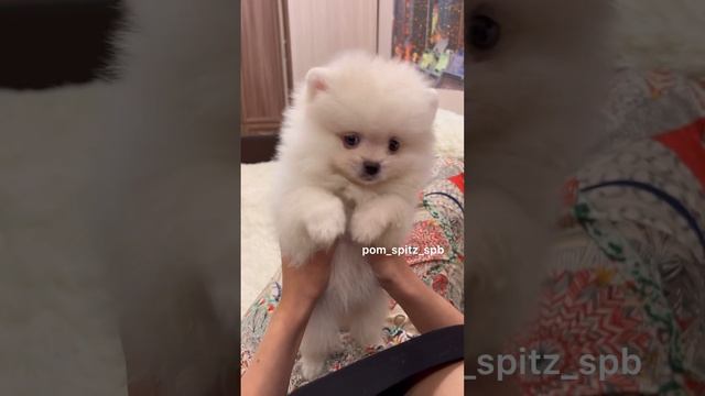 Мама, ты где? #pomeranian #pomeranianpuppy #spitz #spitz_dog #шпиц #spitz_puppy смотреть онлайн