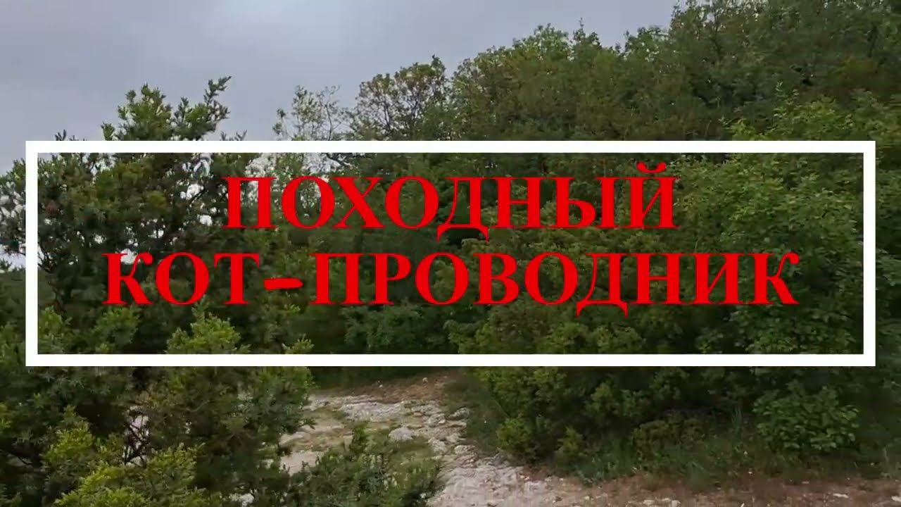 Походный кот-проводник смотреть онлайн