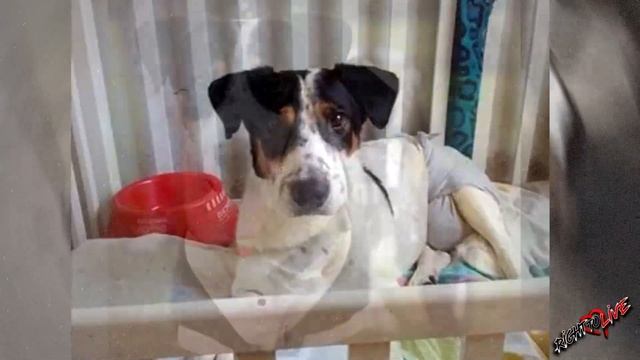 Хозяин связал собаку и выбросил ее на улицу! Ему никто не помогал!