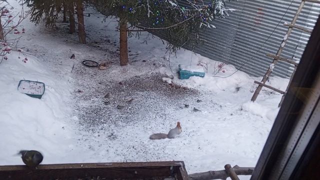 смешные и хитрые белки. смотреть онлайн