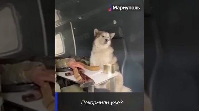 Пёс полка.