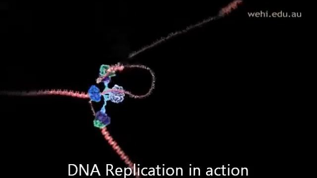 DNA Helicase