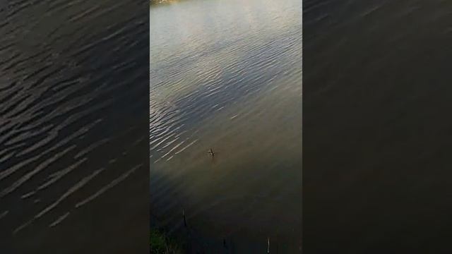 На рыбалке в Алексеевке. смотреть онлайн