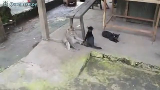 Обезьяна и кошка смотреть онлайн