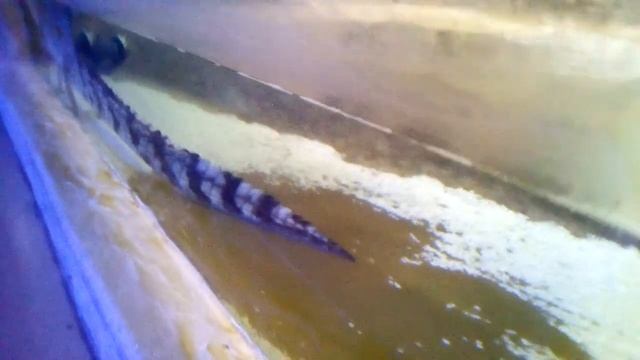 Океанариум Дарница видео 2017 смотреть онлайн