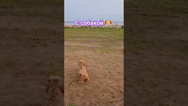 С собакой гораздо веселее 🐶 #мальтипу #собака #собакадругчеловека #maltipoo